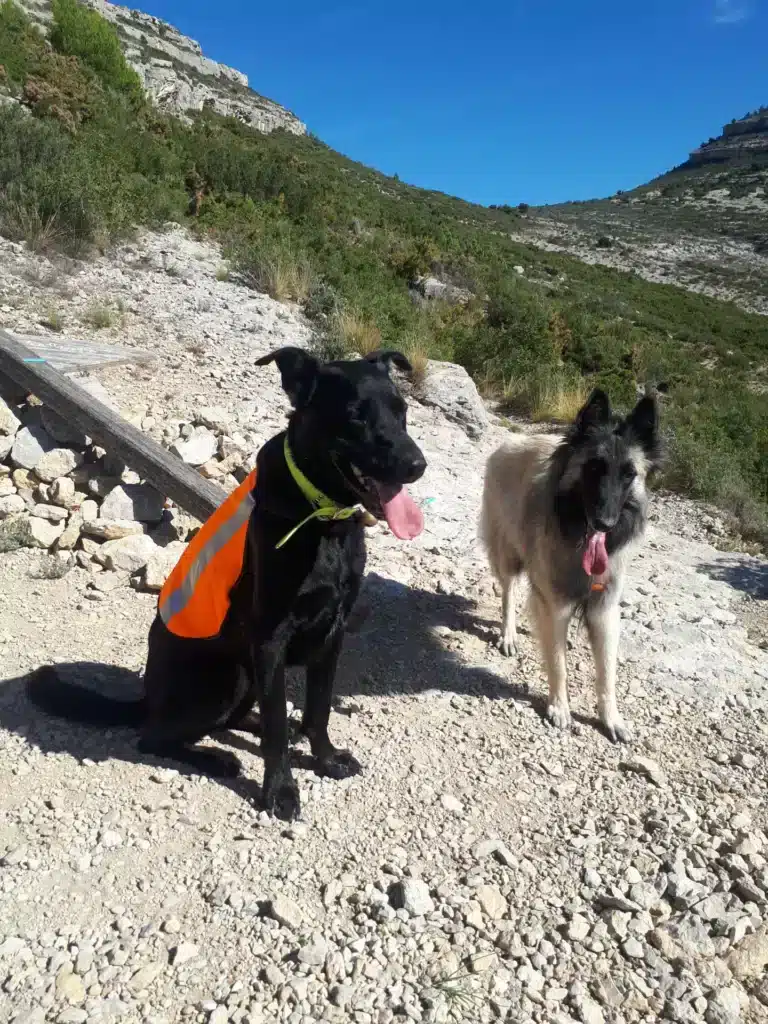 Promenade des chiens