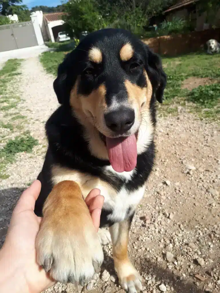 Crèche canine