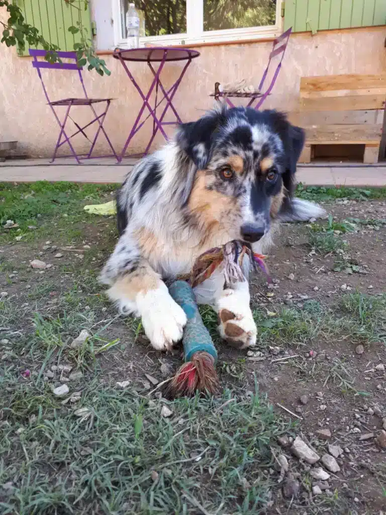 Chien qui joue en extérieur