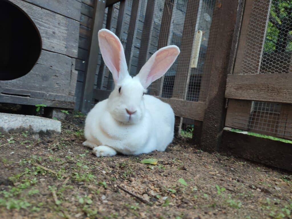 Lapin dans son enclos extérieur