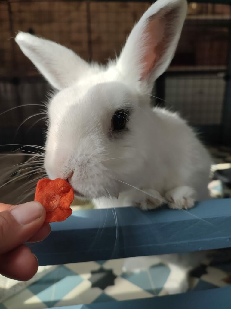 Lapin dans son espace intérieur sur le point de manger Marseille