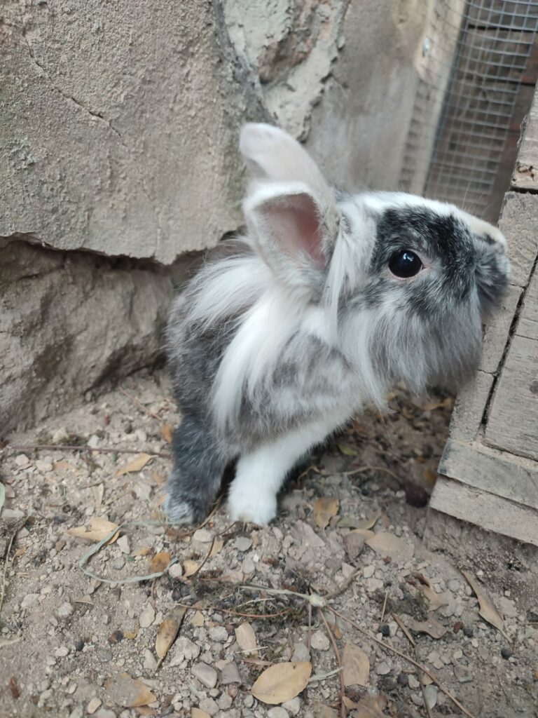 Lapin dans son enclos extérieur