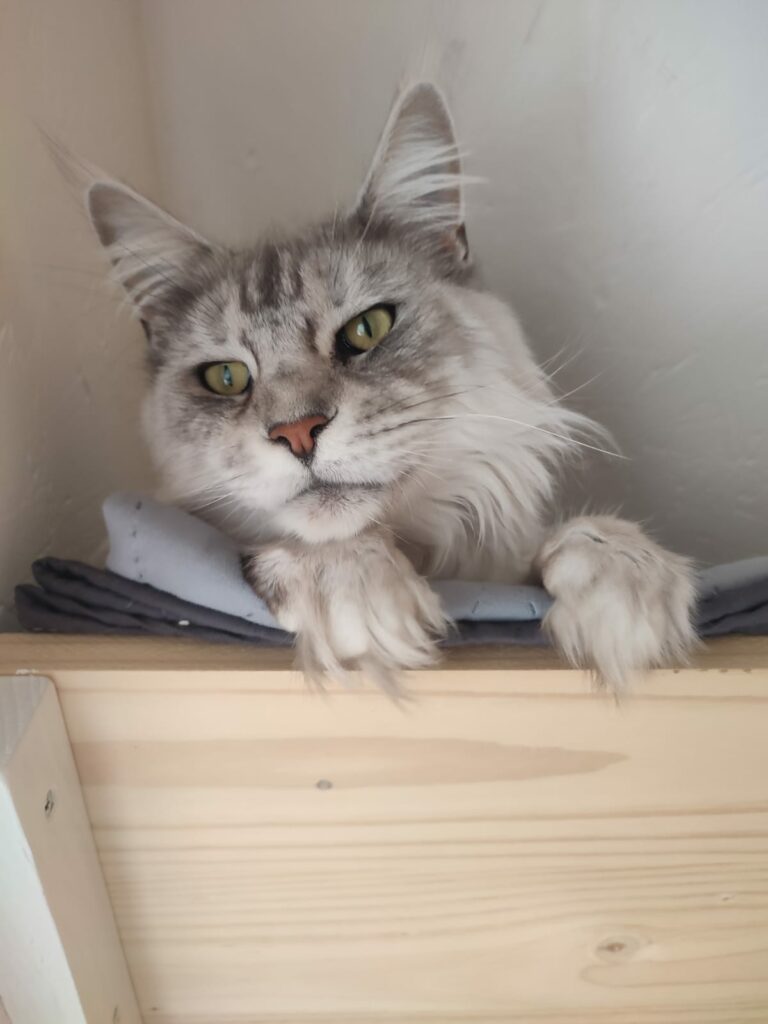Chat dans son espace intérieur