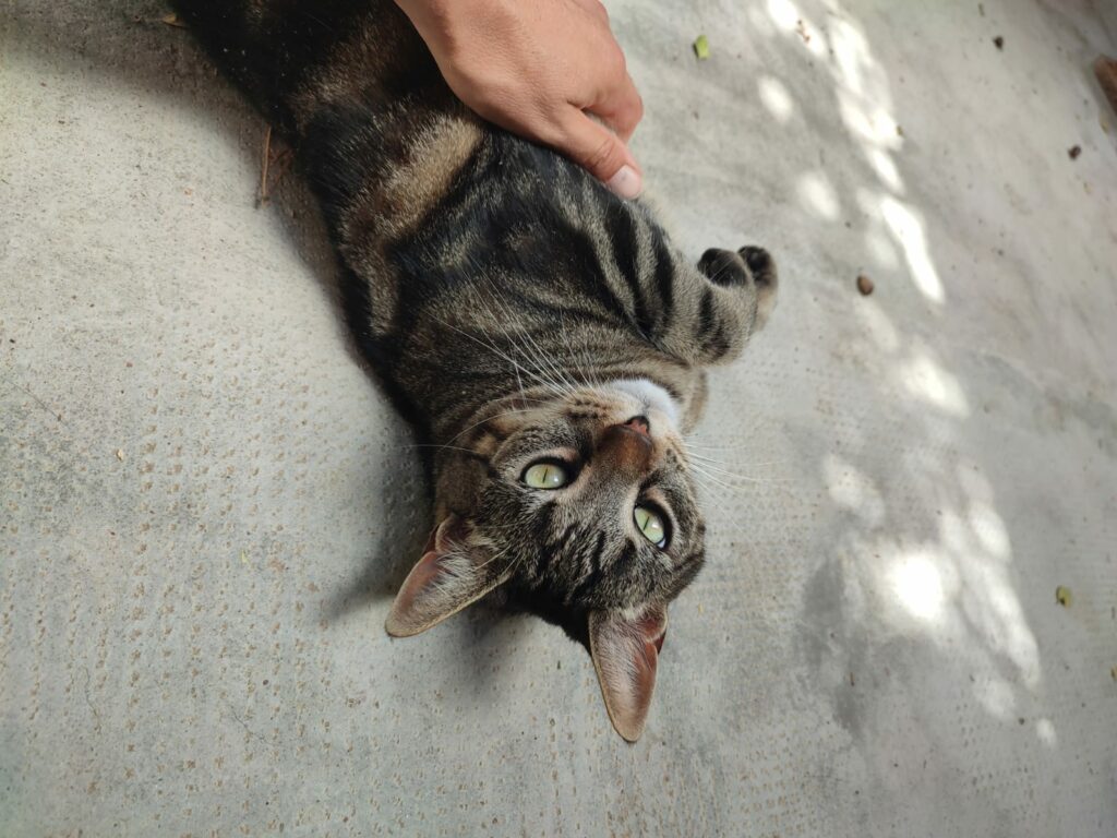 Pension pour chat