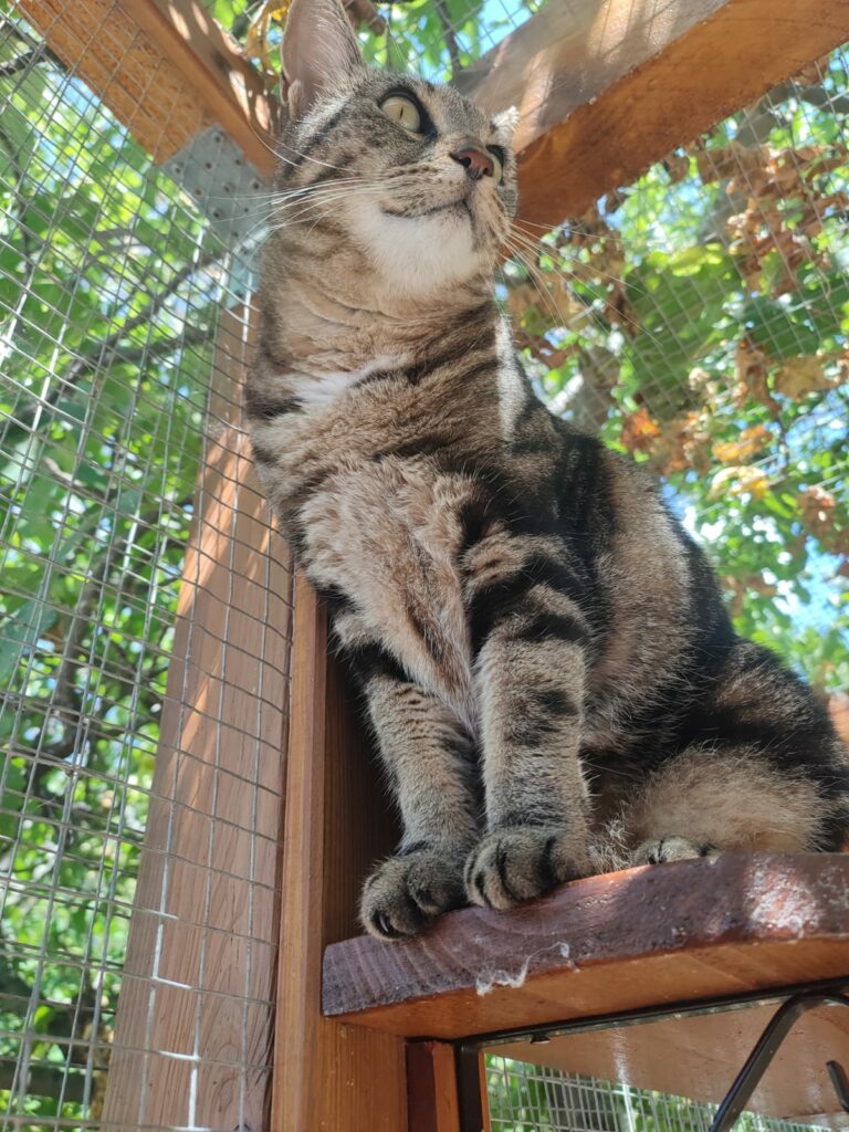 Chat perché sur une structure dans un enclos extérieur grillagé