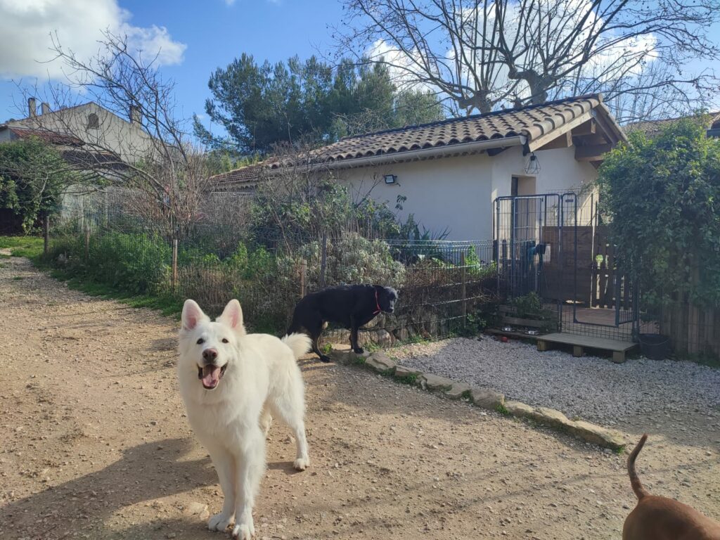 Plusieurs chiens en extérieur