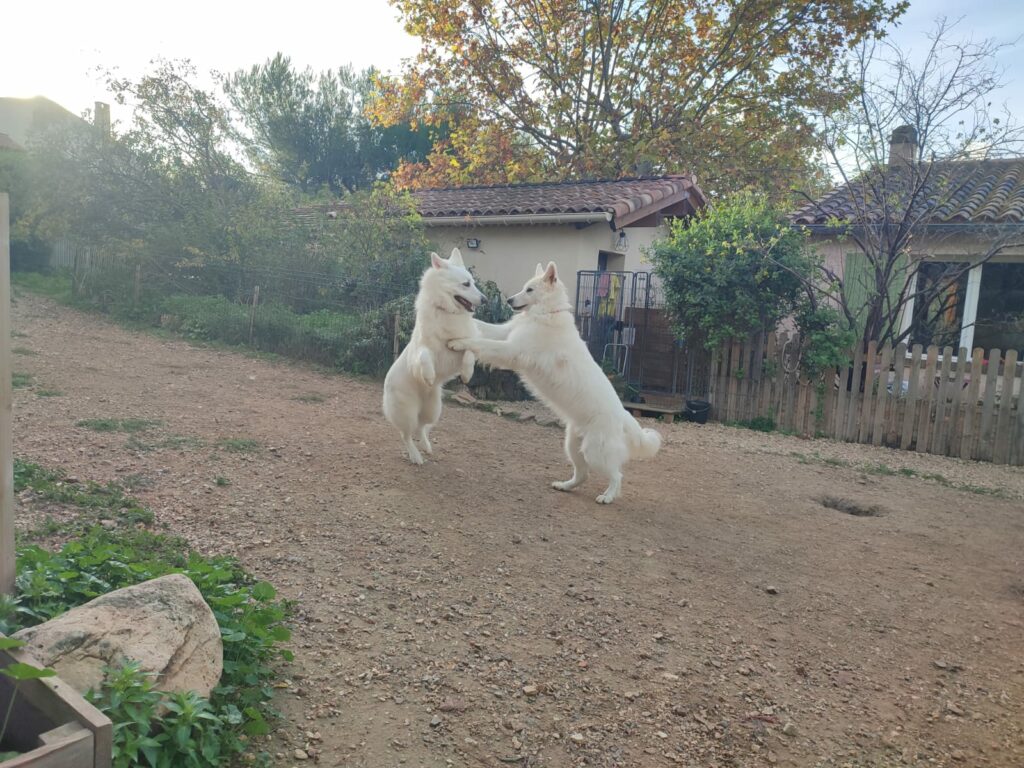 Deux chiens jouent ensemble dans un espace extérieur Marseille