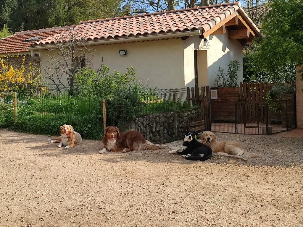 Groupe de chiens allongés en extérieur, regardant vers l’objectif