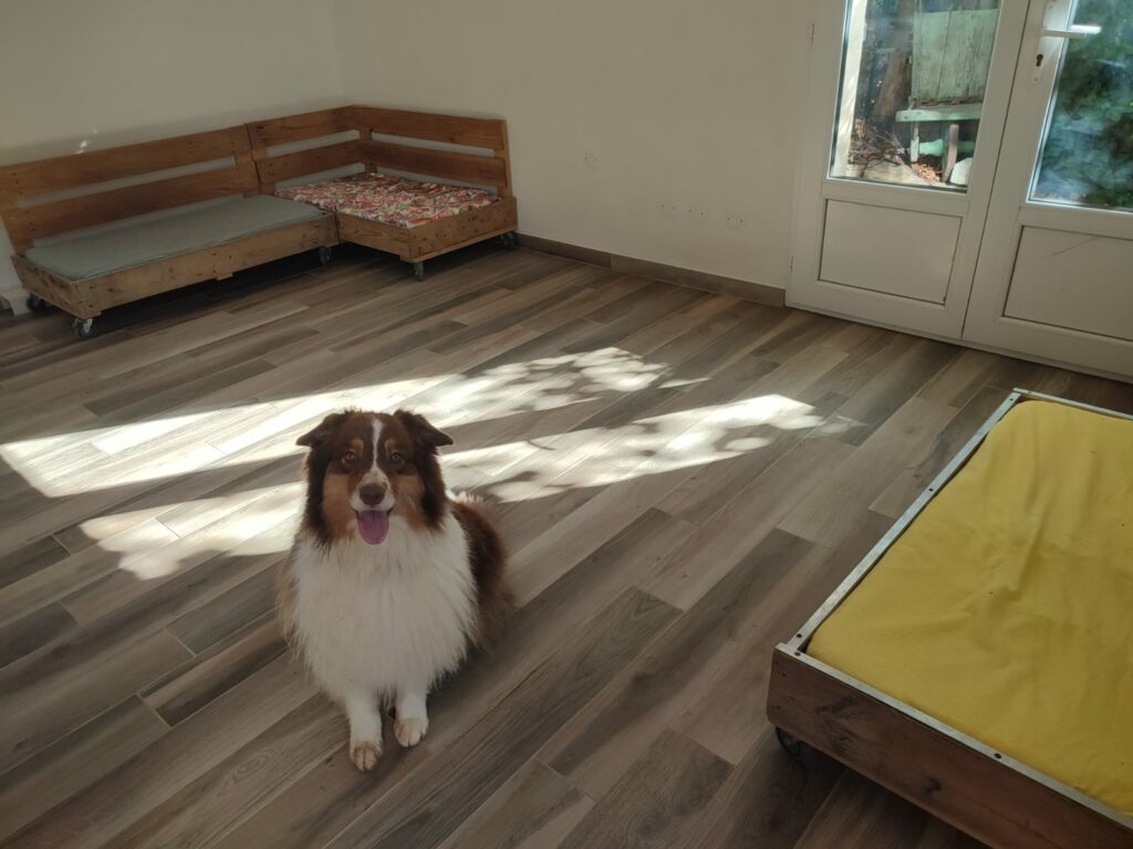 Chien dans un espace intérieur aménagé pour les chiens