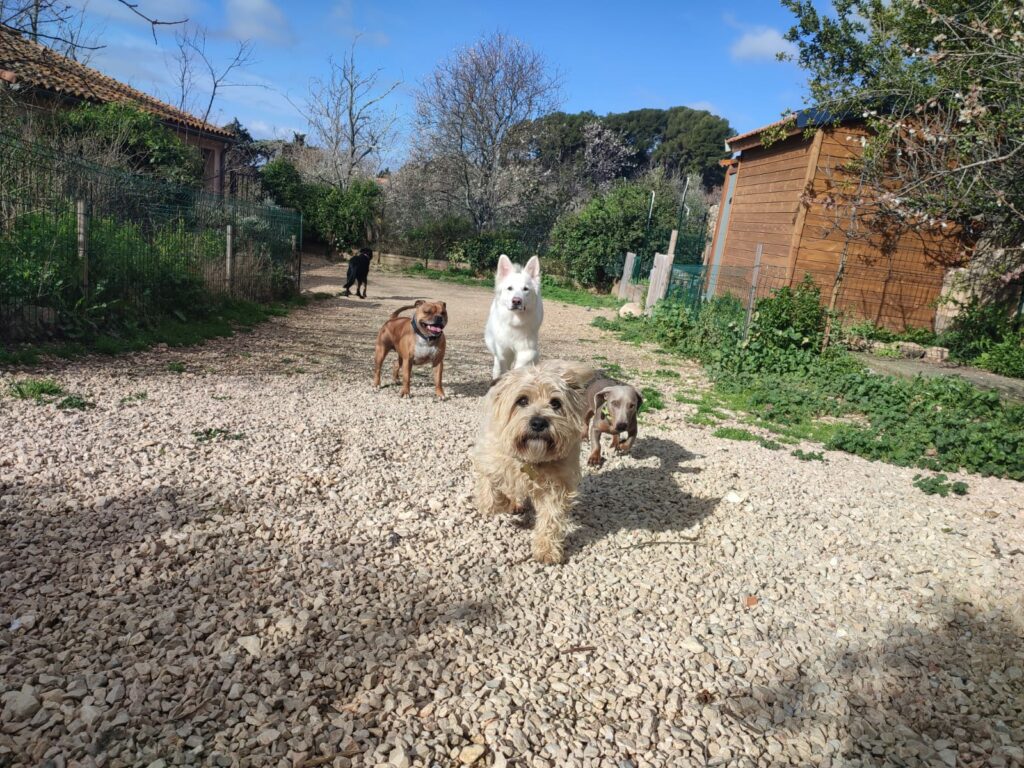 Plusieurs chiens, petits et grands, réunis en extérieur dans une ambiance calme