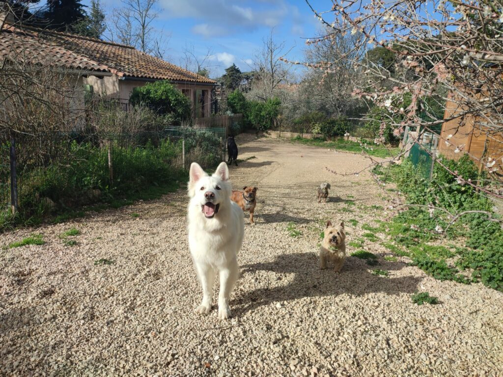 Plusieurs chiens, petits et grands, réunis en extérieur dans une ambiance calme