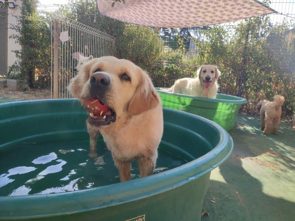 Plusieurs chiens se rafraîchissent dans deux piscines extérieure Marseille