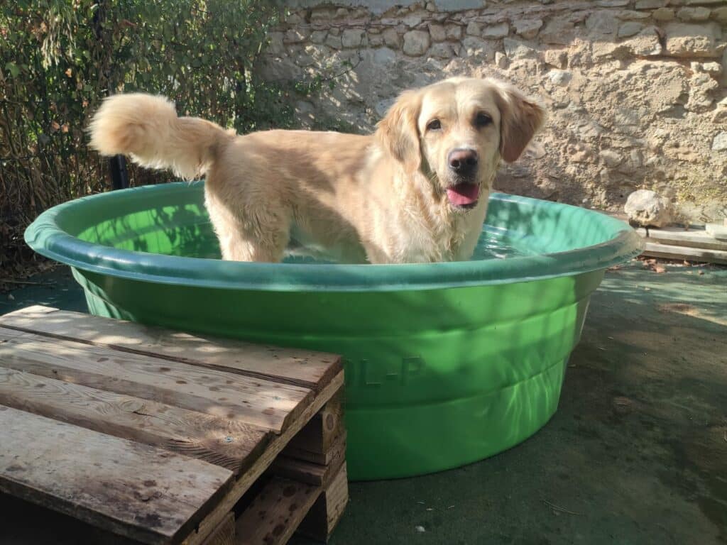 Piscine canine