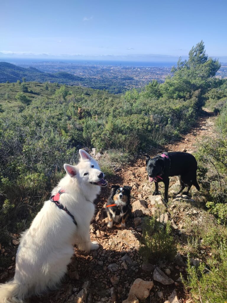 Balade en colline avec trois chiens