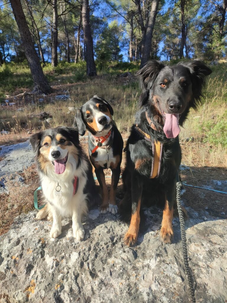Balade en colline avec trois chiens
