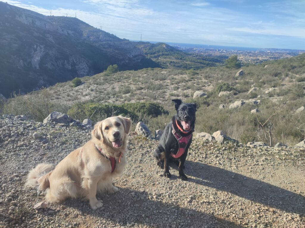 Balade en colline avec deux chiens