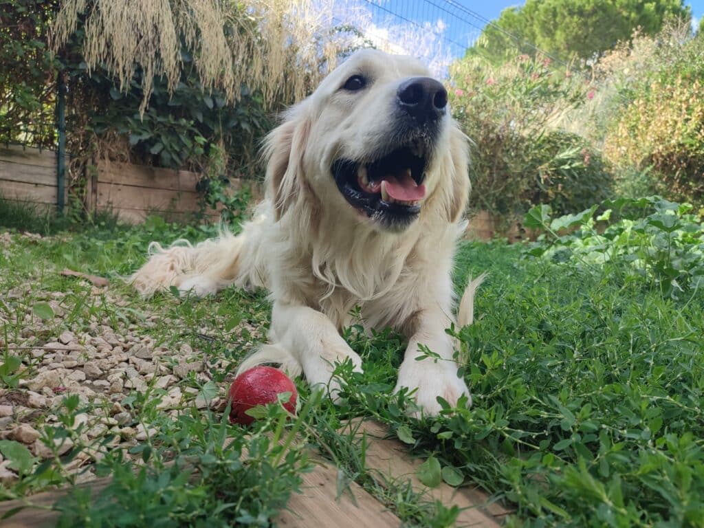 Chien en extérieur jouant avec une balle