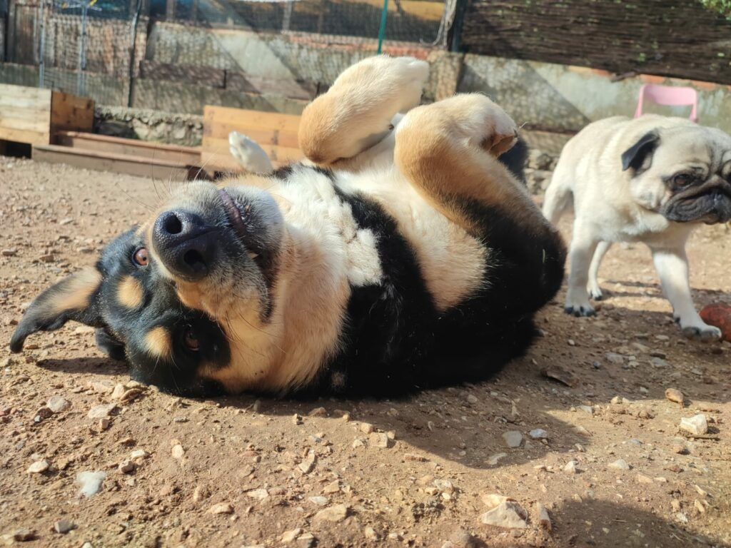 Chiens en extérieur