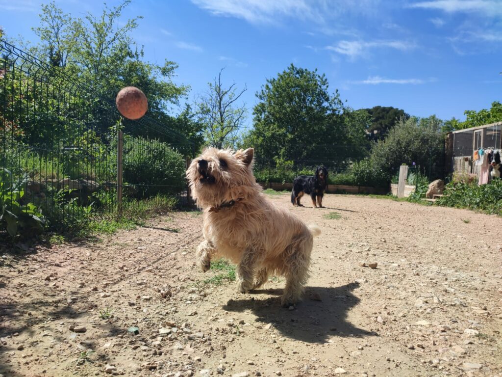 Chiens jouant en extérieur avec une balle